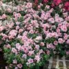 Autumn Belle® Encore® Azalea Shrub -Plant Sale Shop Autumn Belle Encore Azalea FGT 600x600 8435cc12 e68b 418c aa4f a4f832ab1249