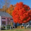 Autumn Blaze® Red Maple Tree 1 Autumn Blaze® Red Maple Tree -Plant Sale Shop Autumn Blaze Maple FGT 600x600 ff448029 ba05 4007 837e f320ae56420e