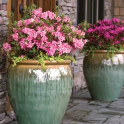 Autumn Debutante® Encore® Azalea -Plant Sale Shop Autumn Debutante Encore 3