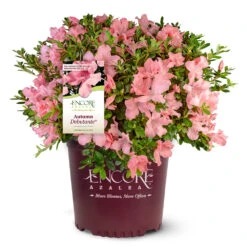 Autumn Debutante® Encore® Azalea -Plant Sale Shop Autumn Debutante Encore 4