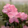 Autumn Debutante® Encore® Azalea 1 Autumn Debutante® Encore® Azalea -Plant Sale Shop Autumn Debutante Encore FGT 600x600 35b13a59 d650 4ece bdbc dda26d308139