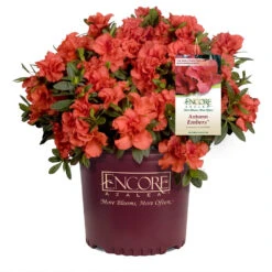 Autumn Embers® Encore® Azalea -Plant Sale Shop Autumn Embers Azalea 1