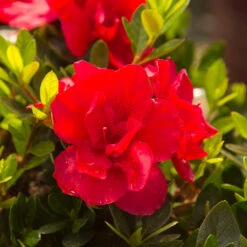 Autumn Bonfire® Encore® Azalea 9 Autumn Bonfire® Encore® Azalea -Plant Sale Shop Autumn Encore Bonfire Azaleas 3