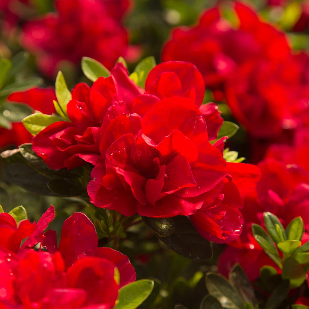 Autumn Bonfire® Encore® Azalea 4 Autumn Bonfire® Encore® Azalea - Image 2
