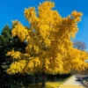 Autumn Gold Ginkgo Tree 1 Autumn Gold Ginkgo Tree -Plant Sale Shop Autumn Gold Ginkgo Biloba FGT 600x600 c5e614ed b912 42be 88d8 3707ca840882