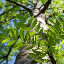 Autumn Purple Ash Tree -Plant Sale Shop Autumn Purple ash 3