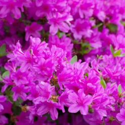 Autumn Royalty® Encore® Azalea 8 Autumn Royalty® Encore® Azalea -Plant Sale Shop Autumn Royalty Encore Azalea 3 FGT