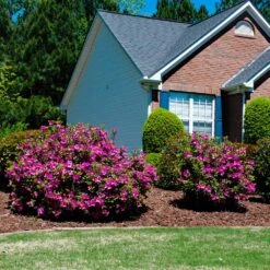 Autumn Royalty® Encore® Azalea 9 Autumn Royalty® Encore® Azalea -Plant Sale Shop Autumn Royalty Encore Azalea 5