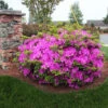 Autumn Royalty® Encore® Azalea 2 Autumn Royalty® Encore® Azalea -Plant Sale Shop Autumn Royalty Encore Azalea 600x600 FGT