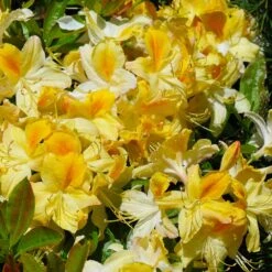 Lemon Lights Azalea Shrub -Plant Sale Shop Azalea Lemon lights 1