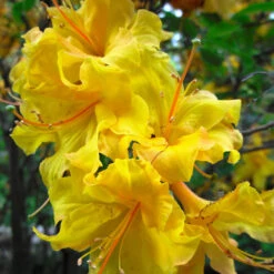 Lemon Lights Azalea Shrub -Plant Sale Shop Azalea Lemon lights 2