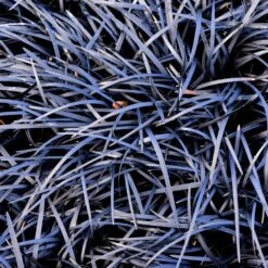 Black Mondo Grass 8 Black Mondo Grass -Plant Sale Shop BLack Mondo Grass 1 FGT