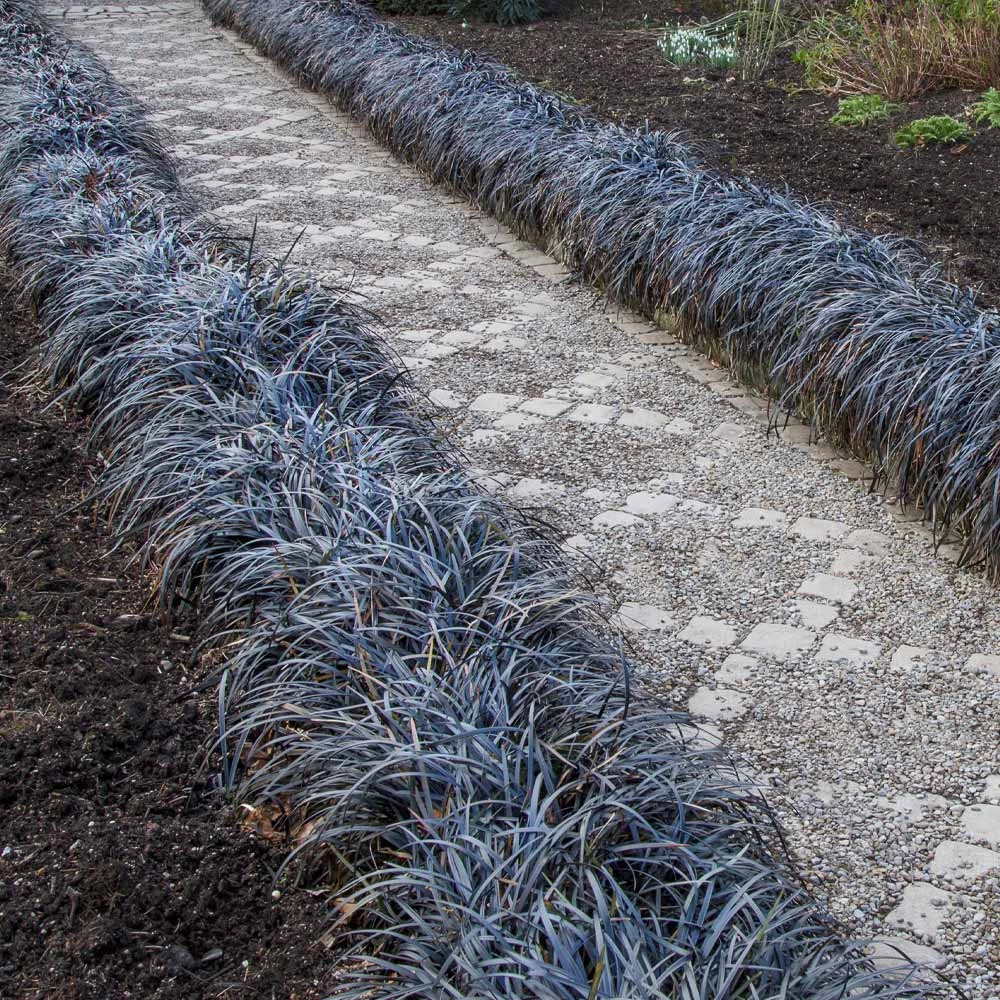 Black Mondo Grass 4 Black Mondo Grass - Image 2