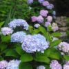 Blue Enchantress® Hydrangea 2 Blue Enchantress® Hydrangea -Plant Sale Shop BLue Enchantress Hydrangea FGT 600x600 7b5d35ff 1f6a 471d a8d4 9a9c6618ba67