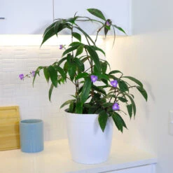 Weeping Blue Ginger Plant 8 Weeping Blue Ginger Plant -Plant Sale Shop BLue Ginger 4 FGT