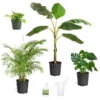Boho House Plant Kit 1 Boho House Plant Kit -Plant Sale Shop BOho 600x600 c18f6f40 a706 4683 8d4d 6247365c24ef
