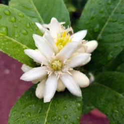 Buddha's Hand Citron Tree 12 Buddha's Hand Citron Tree -Plant Sale Shop BUddhas Hand Citrus 4 b5693898 6a3b 4724 b4fc 03ef34337a89