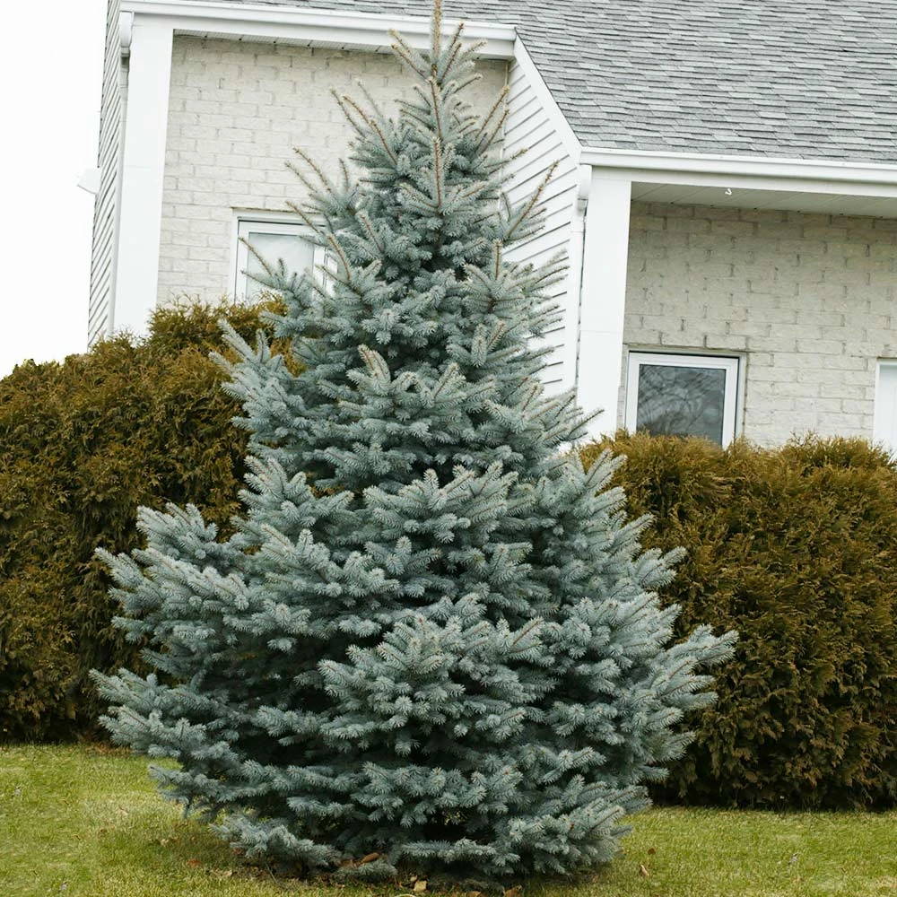 Baby Blue Spruce Tree 4 Baby Blue Spruce Tree - Image 2