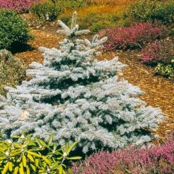 Baby Blue Spruce Tree 7 Baby Blue Spruce Tree -Plant Sale Shop Baby Blue 2