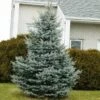 Baby Blue Spruce Tree -Plant Sale Shop Baby Blue FGT 600x600 2439e39e 705a 45b7 bb21 b65718217949