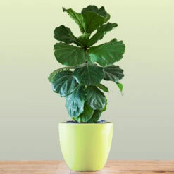 Bambino Fiddle Leaf Fig 9 Bambino Fiddle Leaf Fig -Plant Sale Shop Bambino FIddleLeafFIg 1 FGT