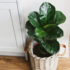 Bambino Fiddle Leaf Fig 10 Bambino Fiddle Leaf Fig -Plant Sale Shop Bambino FIddleLeafFIg 5 FGT