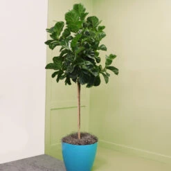 Bambino Fiddle Leaf Fig 11 Bambino Fiddle Leaf Fig -Plant Sale Shop Bambino FIddleLeafFIg 6