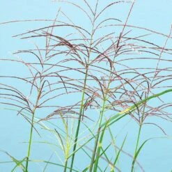 Miscanthus Bandwidth (Chinese Silver Grass) 10 Miscanthus Bandwidth (Chinese Silver Grass) -Plant Sale Shop Bandwidth Maiden Grass 2