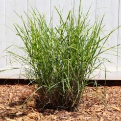 Miscanthus Bandwidth (Chinese Silver Grass) 11 Miscanthus Bandwidth (Chinese Silver Grass) -Plant Sale Shop Bandwidth Maiden Grass 4