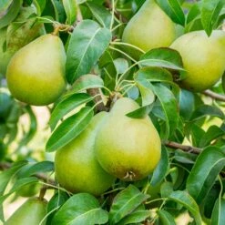 5-in-1 Pear Surprise Tree 9 5-in-1 Pear Surprise Tree -Plant Sale Shop Bartlett Pear 3 BB