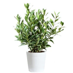 Bay Laurel 18 Bay Laurel -Plant Sale Shop Bay Laurel 3G Delilah White pot