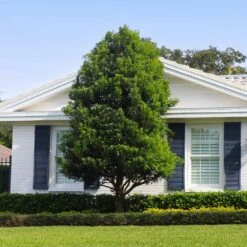 Bay Laurel 12 Bay Laurel -Plant Sale Shop Bay Laurel Shrub FGT 4 4fc2d6b2 8cf4 4dcb 83d8 7a36a4f2402f