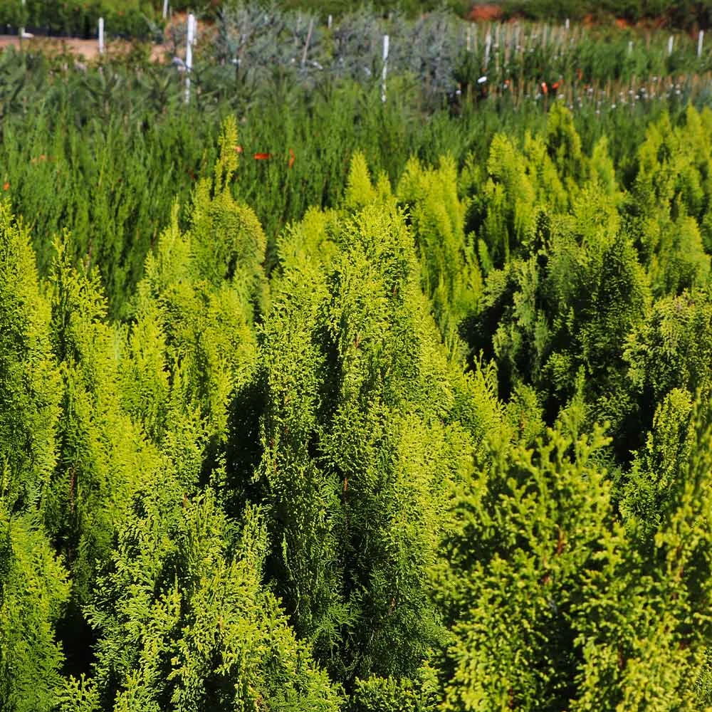Berckman's Gold Arborvitae 5 Berckman's Gold Arborvitae - Image 3