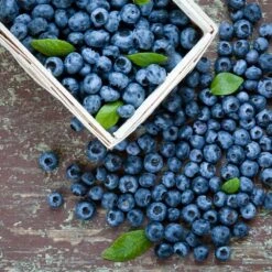 Biloxi Blueberry Bush 7 Biloxi Blueberry Bush -Plant Sale Shop Biloxi Blueberry 1