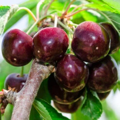 Cherry Pollinator Pack -Plant Sale Shop Bing Cherry Tree 2 BB