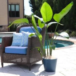 Bird Of Paradise - Orange 12 Bird Of Paradise - Orange -Plant Sale Shop Bird of Paradise 5 FGT