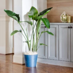 Bird Of Paradise - Orange 13 Bird Of Paradise - Orange -Plant Sale Shop Bird of Paradise 9