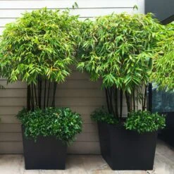 Black Bamboo -Plant Sale Shop Black Bamboo 7
