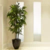 Black Bamboo 2 Black Bamboo -Plant Sale Shop Black Bamboo FGT 600x600 04de0fc5 1b5b 4ead b329 04b366290ad6