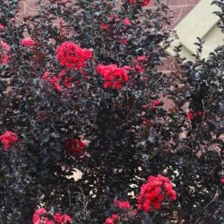 Black Diamond® Crape Myrtle - Best Red™ 11 Black Diamond® Crape Myrtle - Best Red™ -Plant Sale Shop Black Diamond Crape Myrtle 6 FGT