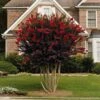 Black Diamond® Crape Myrtle - Best Red™ 1 Black Diamond® Crape Myrtle - Best Red™ -Plant Sale Shop Black Diamond Crape Myrtle FGT 600x600 ebd6e947 06c8 47e3 8d58 bdd0b8f08ce1
