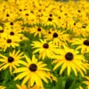 Goldsturm Black-Eyed Susan 2 Goldsturm Black-Eyed Susan -Plant Sale Shop Black eyed susan FGT 600x600 5fc5fa90 ed69 40ca 80f8 1dc960e2fcde