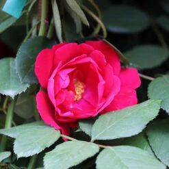 Blaze Improved Climbing Rose 8 Blaze Improved Climbing Rose -Plant Sale Shop Blaze Improved Rose 3 FGT