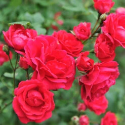 Blaze Improved Climbing Rose 9 Blaze Improved Climbing Rose -Plant Sale Shop Blaze Improved Rose 5 FGT