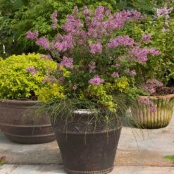 Bloomerang® Lilac Shrub -Plant Sale Shop Bloomerang Lilac Shrub 1