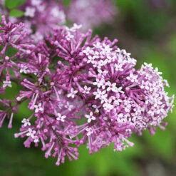 Bloomerang® Lilac Tree 8 Bloomerang® Lilac Tree -Plant Sale Shop Bloomerang Lilac Shrub 5 FGT 0736f998 d271 49c8 b6f9 c5a804ca9df7