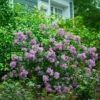 Bloomerang® Lilac Shrub -Plant Sale Shop Bloomerang Lilac Shrub 600x600 fbcbaec1 7351 48c4 b56f 15f2756df306