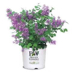 Bloomerang® Lilac Shrub -Plant Sale Shop Bloomerang Lilac Shrub 7 3G