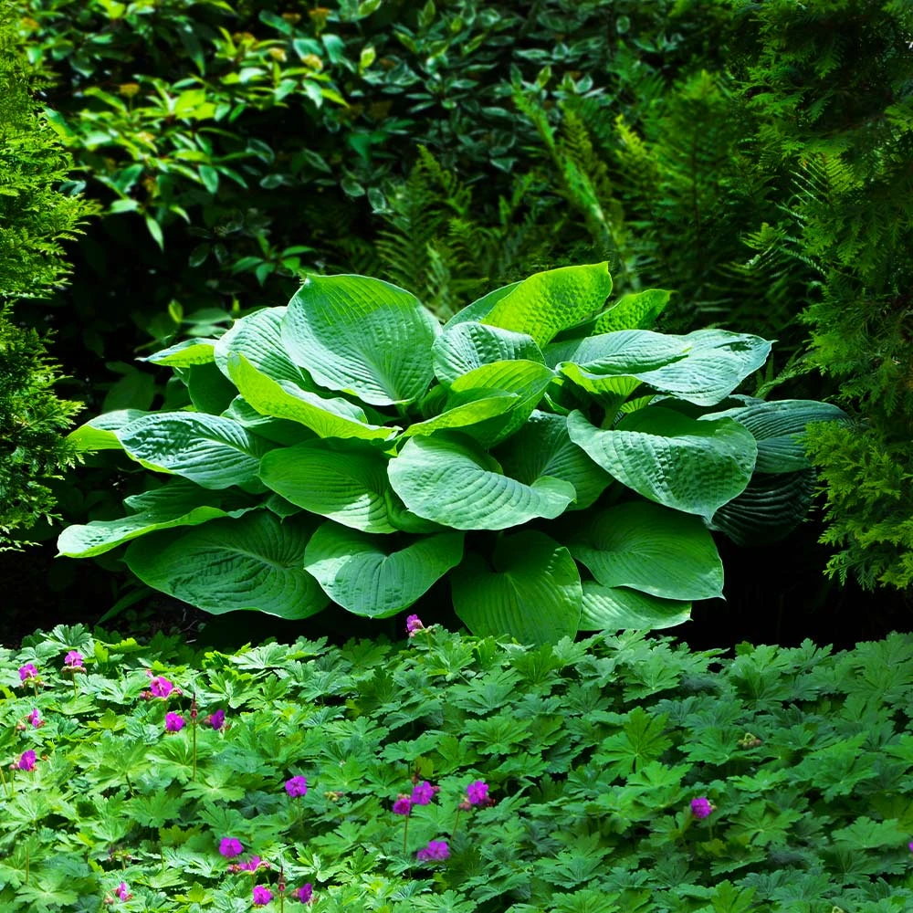Blue Angel Hosta Plant 4 Blue Angel Hosta Plant - Image 2