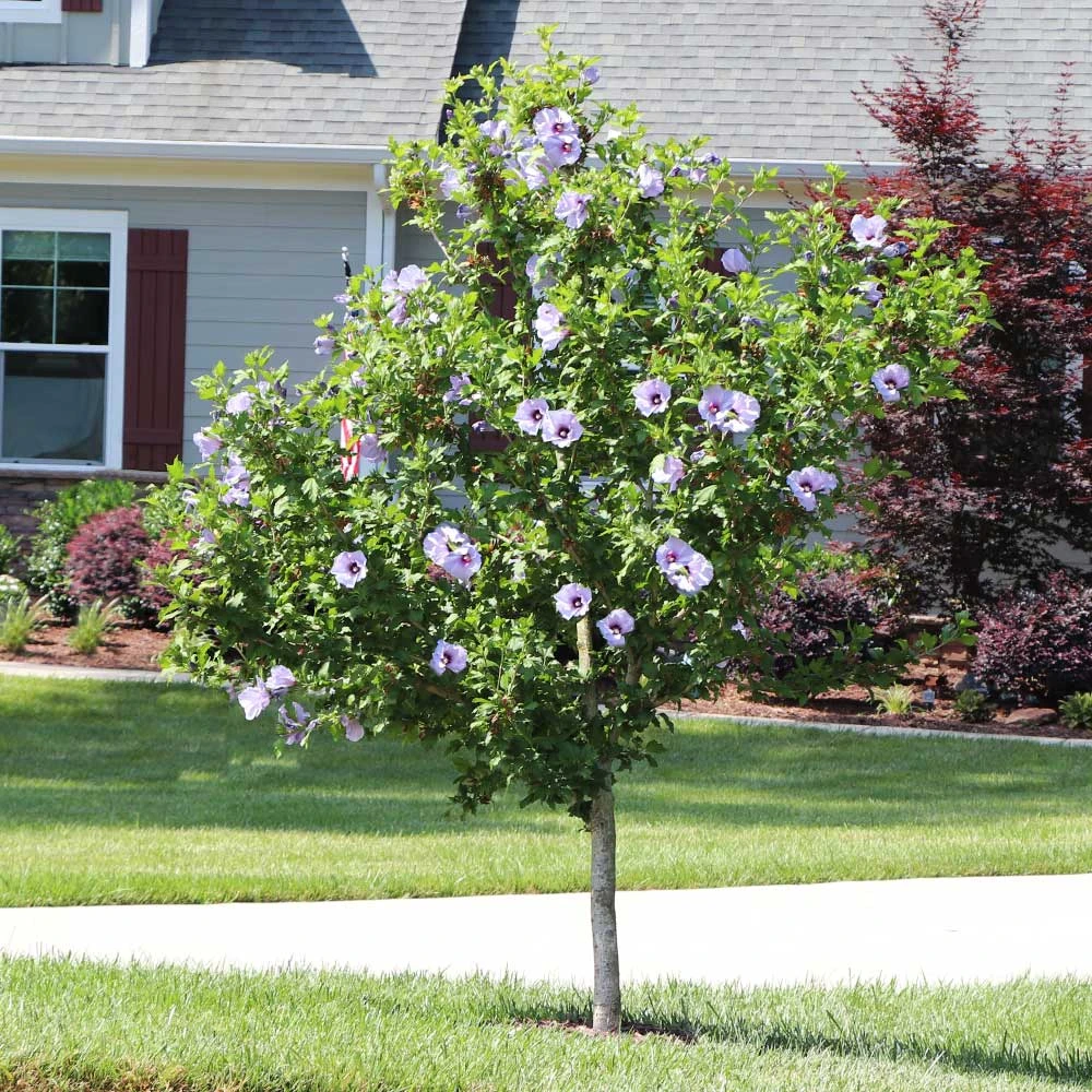 Azurri Blue Satin® Rose Of Sharon Althea Tree 5 Azurri Blue Satin® Rose Of Sharon Althea Tree - Image 3